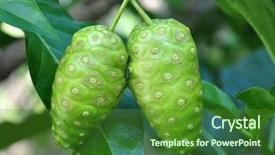  Presentation with noni fruit - PPT theme consisting of noni fruit background and a tawny brown colored foreground