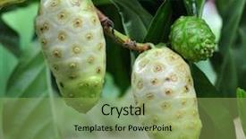  Presentation with noni fruit - PPT layouts with noni fruit background and a yellow colored foreground