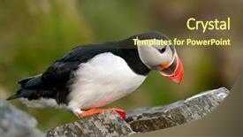  Presentation with cute mice rats - Colorful slide set enhanced with nordic nature - cute puffin standing on grassy backdrop and a  colored foreground