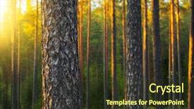  Presentation with pine forest - PPT layouts consisting of nordic pine forest in evening background and a tawny brown colored foreground