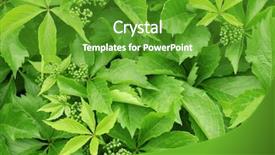  Presentation with wine - Colorful slide deck enhanced with normal flora - wild wine leaves backdrop and a  colored foreground