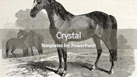  Presentation with horse - Colorful presentation design enhanced with normans - norman horse in 1830 old backdrop and a gray colored foreground