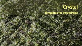  Presentation with green - Audience pleasing PPT theme consisting of noro - sheet of dried green nori backdrop and a tawny brown colored foreground