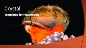  Presentation with snail - Cool new theme with norris-s-top-snail backdrop and a black colored foreground