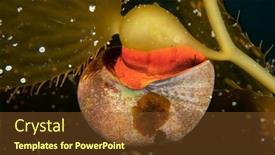  Presentation with predators - Slides with norris-top-snail-or-kelp background and a  colored foreground