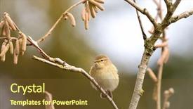  Presentation with branch - Slides with north african leaf warbler background and a tawny brown colored foreground