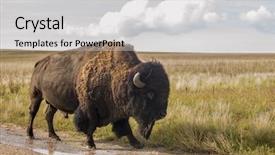  Presentation with north america - Cool new presentation theme with north america - bison buffalo in natural open backdrop and a light gray colored foreground