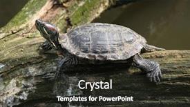  Presentation with underwater wild nature sea life - Amazing PPT layouts having north america - red-eared slider trachemys scripta elegans backdrop and a wine colored foreground