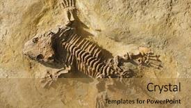  Presentation with fossil - Presentation theme having north america extinct prehistoric animal background and a coral colored foreground