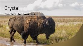  Presentation with bison - Presentation theme with north american - bison buffalo in natural open background and a  colored foreground