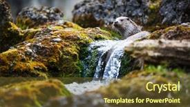  Presentation with sea otter - Cool new PPT layouts with north american - eurasian otter lutra lutra backdrop and a tawny brown colored foreground