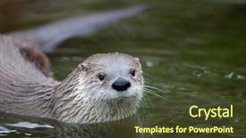  Presentation with river - Colorful PPT theme enhanced with north american - european otter lutra lutra also backdrop and a tawny brown colored foreground