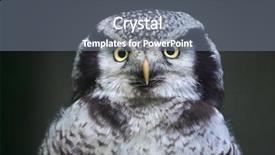  Presentation with hawk - Amazing theme having north american - northern hawk-owl surnia ulula wildlife backdrop and a gray colored foreground