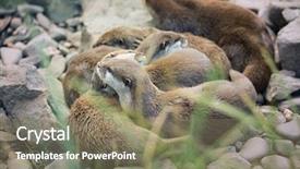  Presentation with algal bloom river has intensive - Audience pleasing theme consisting of north american - river otter cubs while resting backdrop and a coral colored foreground