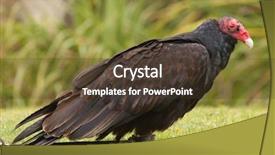  Presentation with turkey - Slides with north american - tethered turkey vulture background and a tawny brown colored foreground