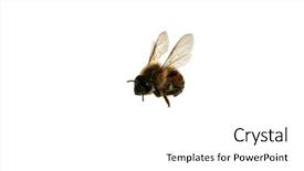  Presentation with honey bee - PPT layouts with north american africanized honey bee aka killer bee isolated on white background and a white colored foreground