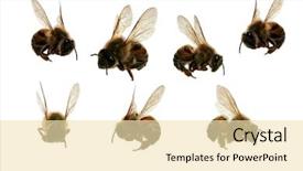  Presentation with honey bee - Theme with north american africanized honey background and a lemonade colored foreground