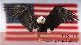  Presentation with eagle flying - Audience pleasing PPT layouts consisting of north american bald eagle flying backdrop and a red colored foreground