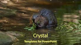  Presentation with american - PPT layouts consisting of north american beaver castor canadensis background and a tawny brown colored foreground