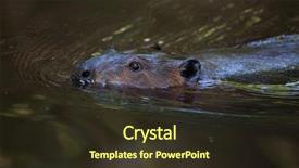  Presentation with north america world women - Presentation theme with north american beaver castor canadensis background and a tawny brown colored foreground