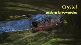  Presentation with canadian - Theme enhanced with north american beaver castor canadensis background and a wine colored foreground