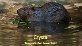  Presentation with canadian - Cool new presentation with north american beaver castor canadensis backdrop and a tawny brown colored foreground