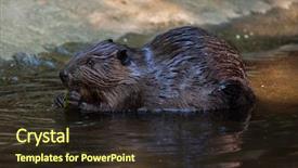  Presentation with american - Beautiful slides featuring north american beaver castor canadensis backdrop and a wine colored foreground