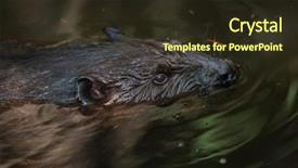  Presentation with canadian - Presentation theme with north american beaver castor canadensis background and a wine colored foreground