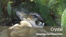  Presentation with north american travel women - Presentation with north american cougar puma concolor background and a  colored foreground