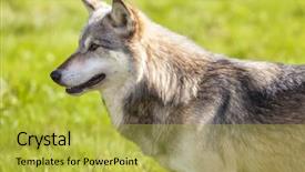  Presentation with gray wolf - Slide set having north american gray wolf canis lupus background and a yellow colored foreground