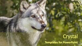  Presentation with gray wolf - Cool new PPT layouts with american gray wolf canis lupus backdrop and a tawny brown colored foreground