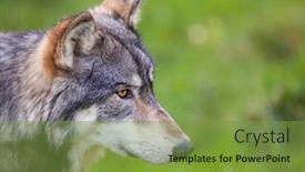  Presentation with gray wolf - Colorful slides enhanced with north-american-gray-wolf-canis backdrop and a tawny brown colored foreground