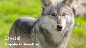  Presentation with gray wolf - Presentation theme having north-american-gray-wolf-canis background and a gray colored foreground