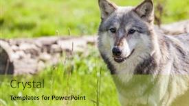  Presentation with blue eyes - Presentation theme consisting of north-american-gray-wolf-canis background and a yellow colored foreground