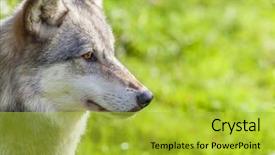  Presentation with gray wolf - Beautiful theme featuring north american gray wolf canis backdrop and a yellow colored foreground