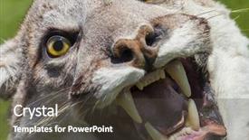 Presentation with lion - Audience pleasing presentation theme consisting of north american mountain lion puma backdrop and a tawny brown colored foreground