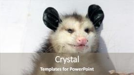  Presentation with north america 3d - Amazing presentation theme having north american opossum dead opossum backdrop and a gray colored foreground