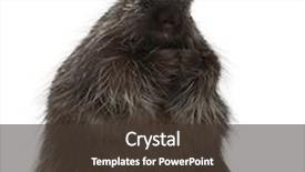  Presentation with canadian - Cool new PPT theme with north american porcupine erethizon dorsatum backdrop and a tawny brown colored foreground