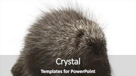  Presentation with north american travel women - Colorful slides enhanced with north american porcupine erethizon dorsatum backdrop and a tawny brown colored foreground