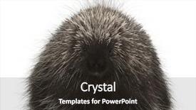  Presentation with canadian - Cool new presentation with north american porcupine erethizon dorsatum also known as canadian porcupine or common porcupine against white background backdrop and a dark gray colored foreground