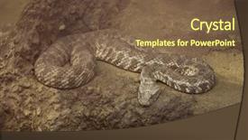  Presentation with underwater wild nature sea life - Beautiful presentation theme featuring north east inida - blunt-nosed viper macrovipera lebetina wild backdrop and a  colored foreground