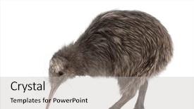  Presentation with kiwi - Beautiful presentation theme featuring north island brown kiwi apteryx backdrop and a light gray colored foreground