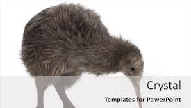  Presentation with kiwi - Presentation theme enhanced with north island brown kiwi apteryx background and a light gray colored foreground