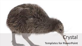  Presentation with kiwi - Cool new presentation design with north island brown kiwi apteryx backdrop and a light gray colored foreground