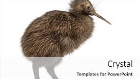  Presentation with kiwi - Presentation theme having north island brown kiwi apteryx background and a white colored foreground