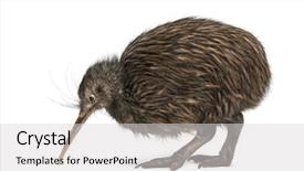  Presentation with kiwi - PPT layouts consisting of north island brown kiwi apteryx background and a light gray colored foreground