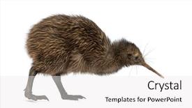 Presentation with kiwi - PPT layouts featuring north island brown kiwi apteryx background and a white colored foreground