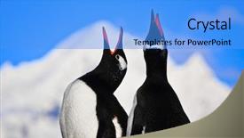  Presentation with north pole - Theme featuring north pole - penguins singing on a rock background and a light blue colored foreground