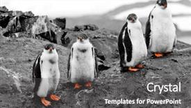  Presentation with chicks - Beautiful theme featuring north pole - small group of penguin chicks backdrop and a dark gray colored foreground