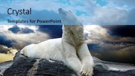  Presentation with water drops - Cool new PPT layouts with north pole - white polar bear hunter backdrop and a light blue colored foreground